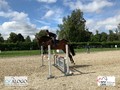 Le capteur Alogo Move Pro - en test au Centre Equestre National de Berne