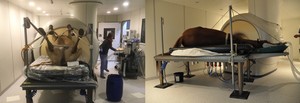 Horse on the table for an MRI examination