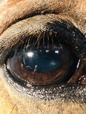 An equine eye