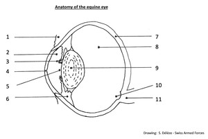 Anatomy Equine Eye