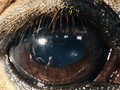 A new article on Equine Vision - SRMDM - 2023