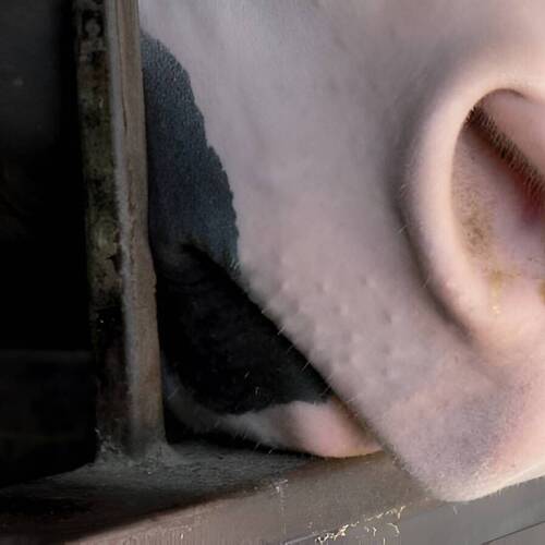 Une revue intéressante pour les vétérinaires sur la mise en balance des intérêts et la prise de décision en médecine équine.