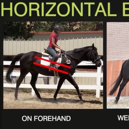 Webinaire Equitopia sur l'entraînement et l'engagement du cheval lors de sa formation 