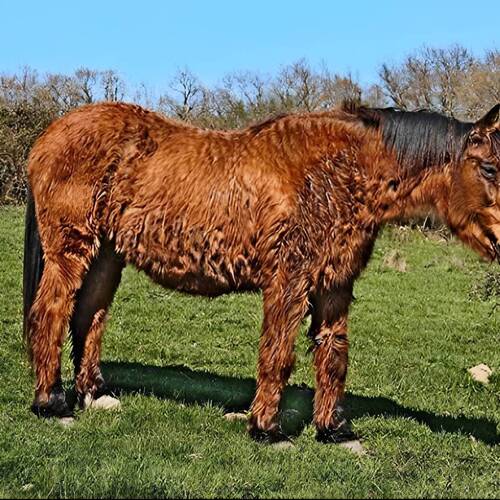 An interesting review for veterinarians on weighing up interests and decision-making in equine medicine.