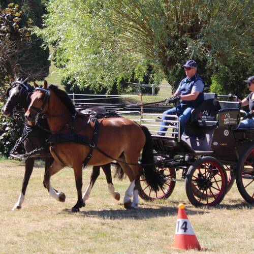 Swiss Equestrian Driving Certificate passed