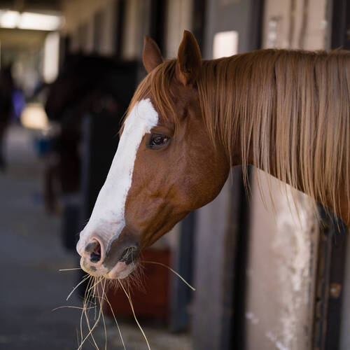 Étude de la modulation de la douleur conditionnée chez les chevaux