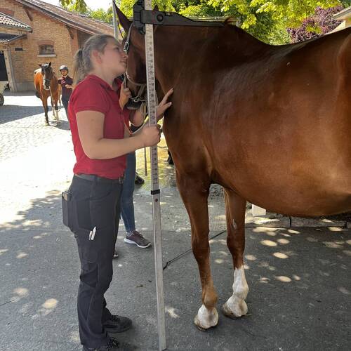 Une nouvelle publication avec le Dr Nadja Karol sur les critères de mesure du garrot chez les chevaux