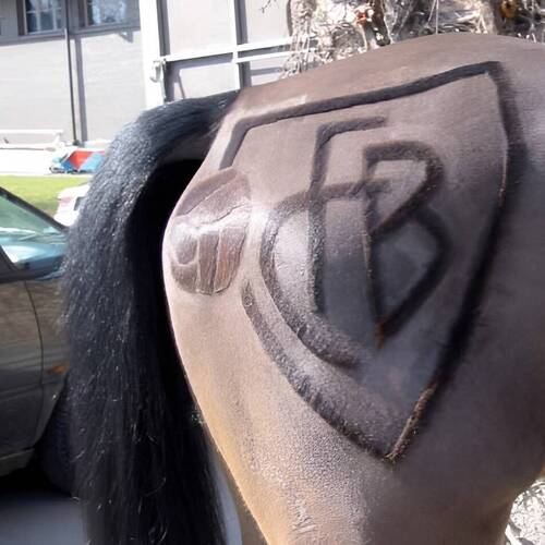 Eine interessante Revue für Tierärzte über Interessenabwägung und Entscheidungsfindung in der Pferdemedizin.