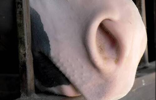 Une revue intéressante pour les vétérinaires sur la mise en balance des intérêts et la prise de décision en médecine équine.