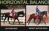 Webinaire Equitopia sur l'entraînement et l'engagement du cheval lors de sa formation 