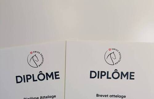 Brevet d'attelage passé avec succès