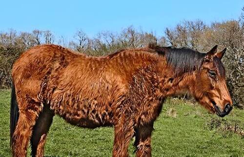 An interesting review for veterinarians on weighing up interests and decision-making in equine medicine.