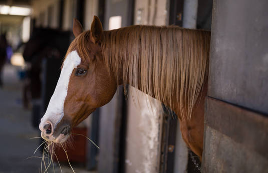 Investigating conditioned pain modulation in horses