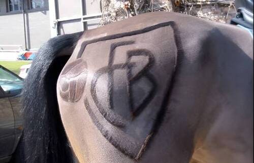 Eine interessante Revue für Tierärzte über Interessenabwägung und Entscheidungsfindung in der Pferdemedizin.