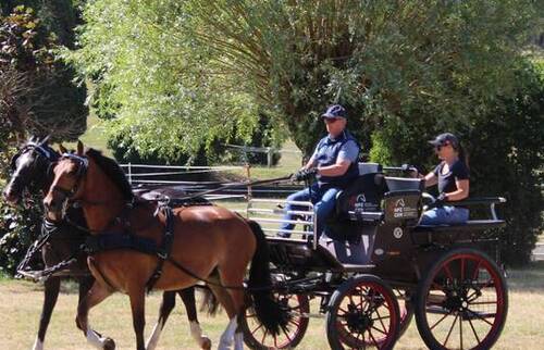 Brevet d'attelage passé avec succès