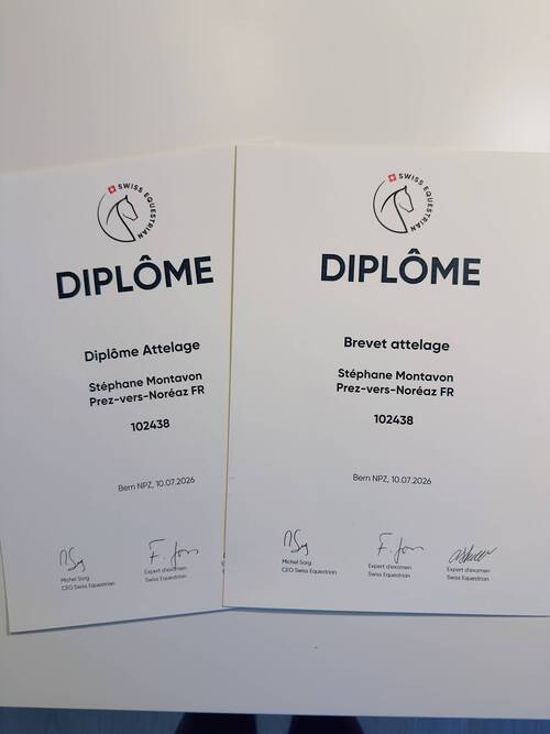 Diplome et brevet attelage Swiss Equestrian