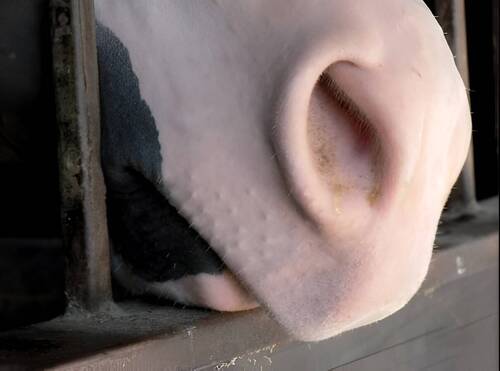 Montavon et al. - Compendium Pferdeheilkunde 2026