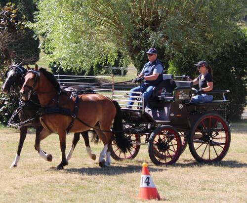 Brevet d'attelage Swiss Equestrian 2026