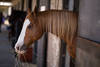 Cheval brun