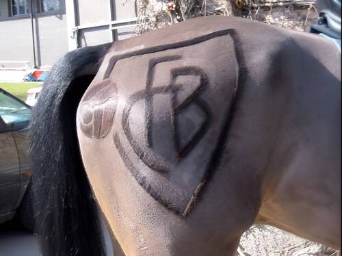 Montavon et al. - Compendium Pferdeheilkunde 2026