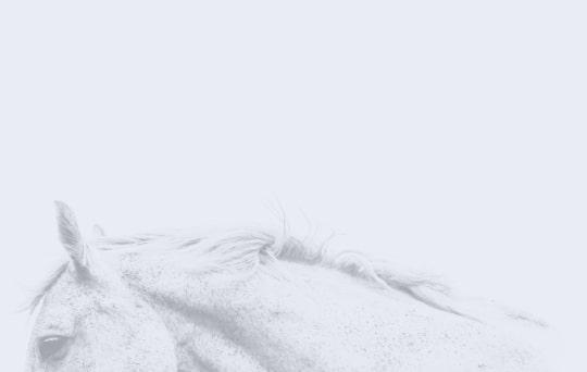 Montavon Equine-Vet